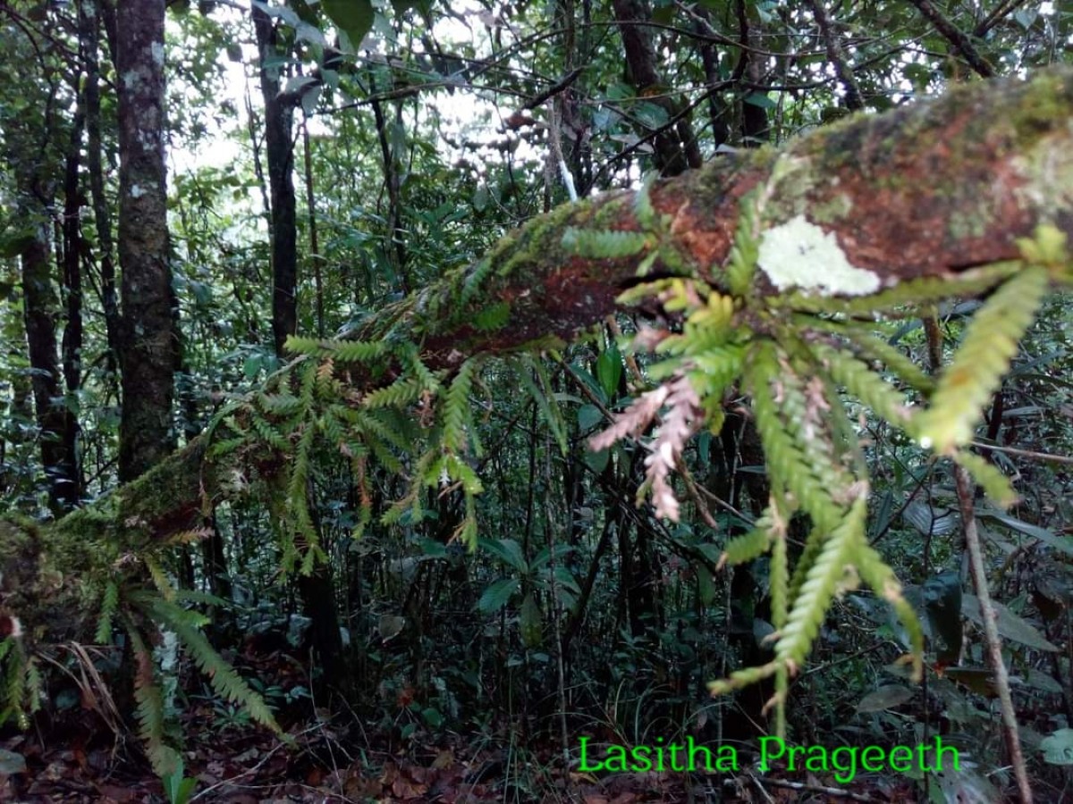 Podochilus saxatilis Lindl.